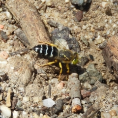 Bembix sp. (genus) (Unidentified Bembix sand wasp) at Point 4999 - 23 Dec 2018 by MatthewFrawley