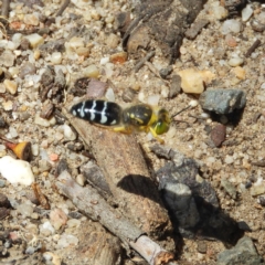 Bembix sp. (genus) at Hackett, ACT - 23 Dec 2018