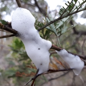 Cercopidae (family) at Bungendore, NSW - 19 Dec 2018