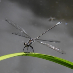 Austroargiolestes icteromelas (Common Flatwing) at ANBG - 23 Dec 2018 by MatthewFrawley