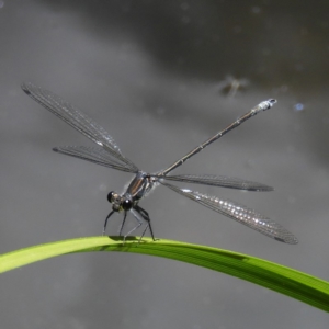 Austroargiolestes icteromelas at Acton, ACT - 23 Dec 2018 03:21 PM