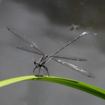 Austroargiolestes icteromelas (Common Flatwing) at Acton, ACT - 23 Dec 2018 by MatthewFrawley