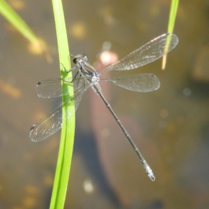 Austroargiolestes icteromelas at Acton, ACT - 23 Dec 2018