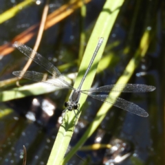 Austroargiolestes icteromelas at Acton, ACT - 23 Dec 2018