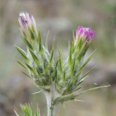 Carduus pycnocephalus (Slender Thistle) at Tuggeranong DC, ACT - 1 Nov 2018 by michaelb