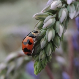 Coccinella transversalis at Tuggeranong DC, ACT - 1 Nov 2018