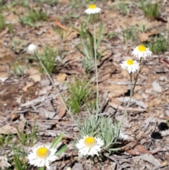 Leucochrysum albicans subsp. tricolor (Hoary Sunray) at Majura, ACT - 23 Dec 2018 by leith7