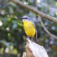 Eopsaltria australis (Eastern Yellow Robin) at ANBG - 23 Dec 2018 by MatthewFrawley