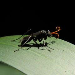 Pompilidae (family) (Unidentified Spider wasp) at ANBG - 23 Dec 2018 by MatthewFrawley