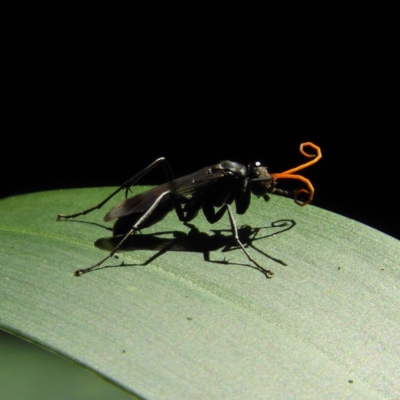 Pompilidae (family) (Unidentified Spider wasp) at Acton, ACT - 23 Dec 2018 by MatthewFrawley