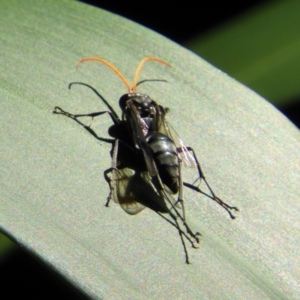 Pompilidae (family) at Acton, ACT - 23 Dec 2018