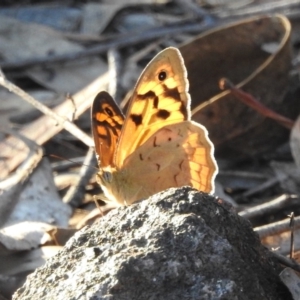 Heteronympha merope at Fadden, ACT - 30 Nov 2018