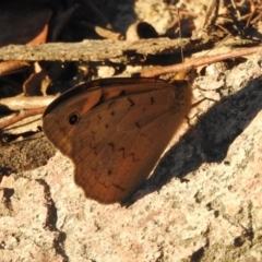 Heteronympha merope at Fadden, ACT - 30 Nov 2018