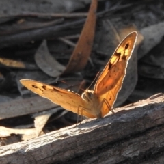 Heteronympha merope at Fadden, ACT - 30 Nov 2018