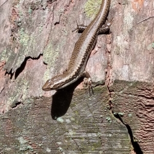 Eulamprus heatwolei at Karabar, NSW - 4 Nov 2018