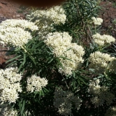 Cassinia longifolia (Shiny Cassinia, Cauliflower Bush) at Majura, ACT - 23 Dec 2018 by SilkeSma