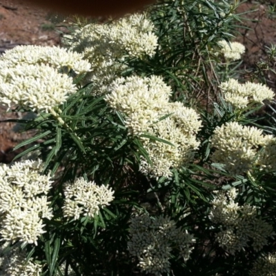 Cassinia longifolia (Shiny Cassinia, Cauliflower Bush) at Majura, ACT - 23 Dec 2018 by SilkeSma