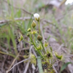 Drosera gunniana (Pale Sundew) at Tuggeranong DC, ACT - 1 Nov 2018 by MichaelBedingfield