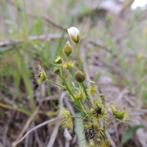 Drosera gunniana at Tuggeranong DC, ACT - 1 Nov 2018