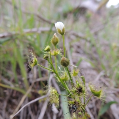 Drosera gunniana (Pale Sundew) at Tuggeranong DC, ACT - 1 Nov 2018 by michaelb