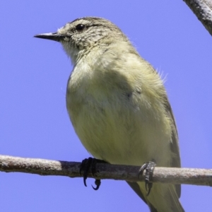 Acanthiza chrysorrhoa at Paddys River, ACT - 18 Dec 2018