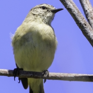 Acanthiza chrysorrhoa at Paddys River, ACT - 18 Dec 2018