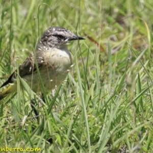 Acanthiza chrysorrhoa at Paddys River, ACT - 18 Dec 2018