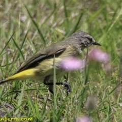 Acanthiza chrysorrhoa at Paddys River, ACT - 18 Dec 2018