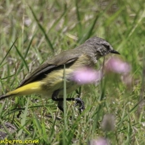 Acanthiza chrysorrhoa at Paddys River, ACT - 18 Dec 2018