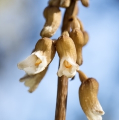 Gastrodia sp. (Potato Orchid) at Tennent, ACT - 24 Dec 2018 by GlenRyan