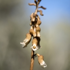 Gastrodia sp. at Tennent, ACT - 24 Dec 2018