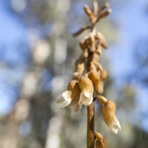 Gastrodia sp. at Tennent, ACT - 24 Dec 2018