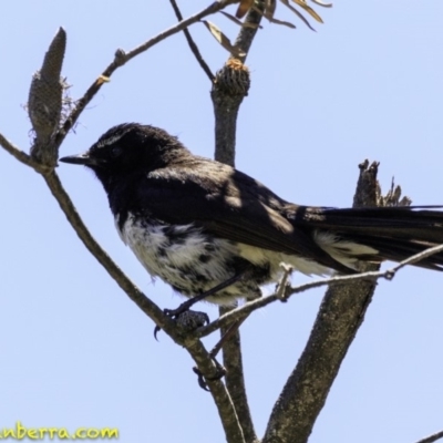 Rhipidura leucophrys (Willie Wagtail) at Tidbinbilla Nature Reserve - 18 Dec 2018 by BIrdsinCanberra