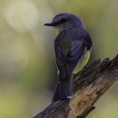 Eopsaltria australis (Eastern Yellow Robin) at Paddys River, ACT - 18 Dec 2018 by BIrdsinCanberra