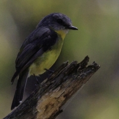 Eopsaltria australis at Paddys River, ACT - 18 Dec 2018