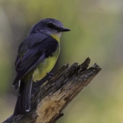 Eopsaltria australis at Paddys River, ACT - 18 Dec 2018