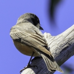 Pachycephala rufiventris (Rufous Whistler) at Paddys River, ACT - 18 Dec 2018 by JonSteinbeck
