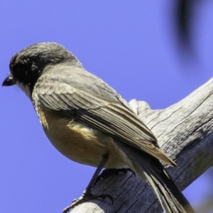 Pachycephala rufiventris at Paddys River, ACT - 18 Dec 2018