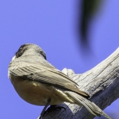 Pachycephala rufiventris at Paddys River, ACT - 18 Dec 2018