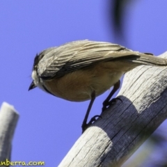 Pachycephala rufiventris at Paddys River, ACT - 18 Dec 2018