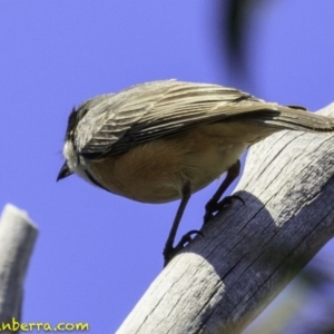 Pachycephala rufiventris at Paddys River, ACT - 18 Dec 2018