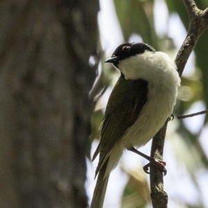 Melithreptus lunatus at Paddys River, ACT - 18 Dec 2018