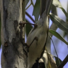 Melithreptus lunatus at Paddys River, ACT - 18 Dec 2018