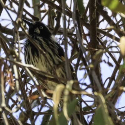 Phylidonyris novaehollandiae (New Holland Honeyeater) at Tidbinbilla Nature Reserve - 18 Dec 2018 by BIrdsinCanberra