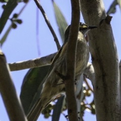 Caligavis chrysops (Yellow-faced Honeyeater) at Paddys River, ACT - 18 Dec 2018 by JonSteinbeck