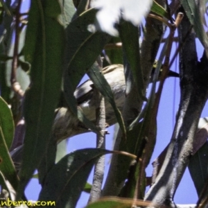 Caligavis chrysops at Paddys River, ACT - 18 Dec 2018