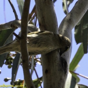 Caligavis chrysops at Paddys River, ACT - 18 Dec 2018