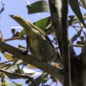 Caligavis chrysops at Paddys River, ACT - 18 Dec 2018 12:57 PM