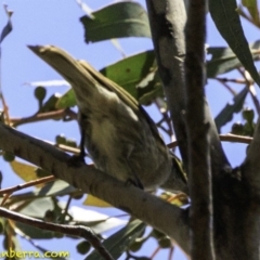 Caligavis chrysops at Paddys River, ACT - 18 Dec 2018