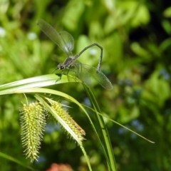 Austroargiolestes icteromelas (Common Flatwing) at ANBG - 23 Dec 2018 by RodDeb